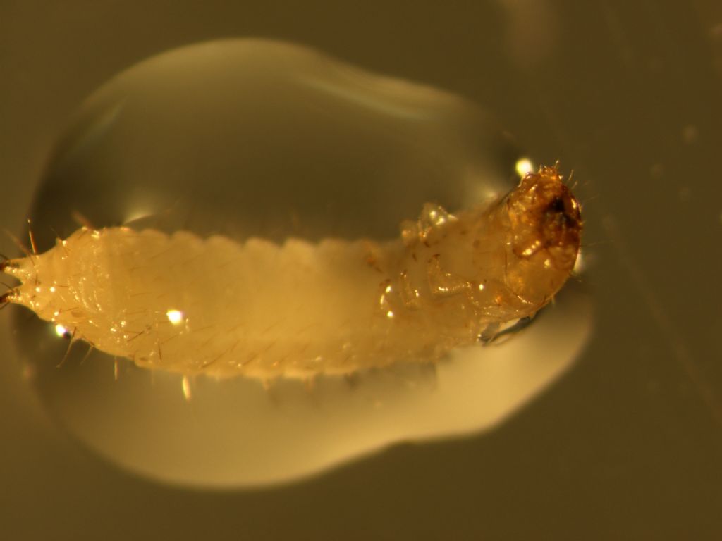 larva di diplopode?